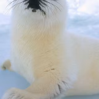Cute seal wallpaper