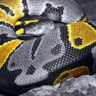 Cute snake wallpaper