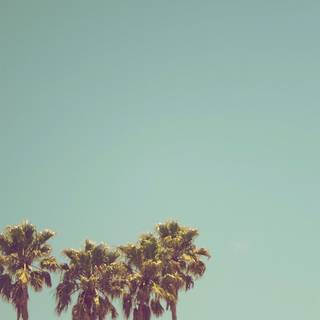 Summer simple wallpaper