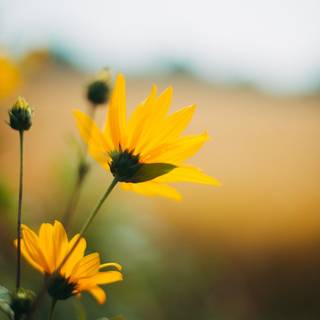 Yellow flowers plants HD wallpaper
