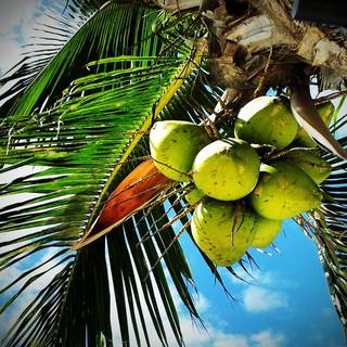 Coconut oil wallpaper