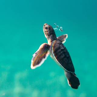 Tiny turtle wallpaper