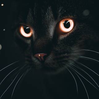 Cat 4k iPhone wallpaper