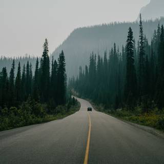 Forest road 4k wallpaper