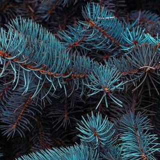 Pine tree phone wallpaper