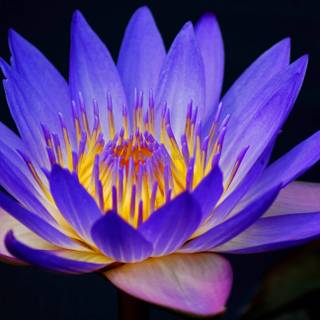 Blue Lotus wallpaper