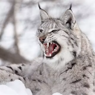 Lynx animal wallpaper