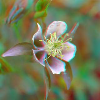 Anaglyph wallpaper