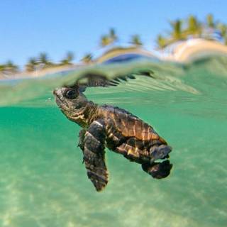 Summer wildlife wallpaper