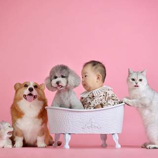 Pink Corgi wallpaper