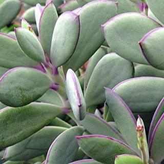 Pee Senecio wallpaper