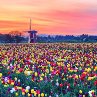 Spring time desktop wallpaper