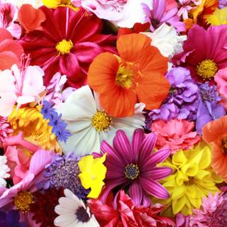 Colorful flower 4k wallpaper