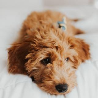 Brown Goldendoodles wallpaper