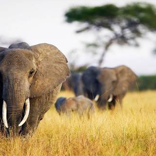 Elephant 4k PC wallpaper