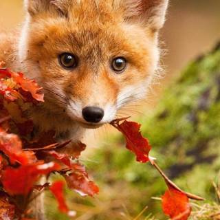 Orange fox wallpaper