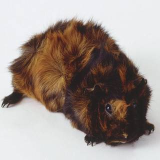 Black and brown guinea pigs wallpaper