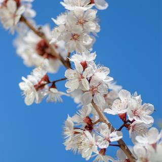 Plum blossom wallpaper