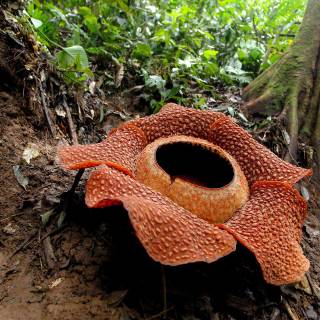 Rafflesia wallpaper