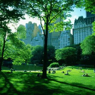 Summer parks wallpaper