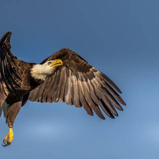 Eagle wings wallpaper