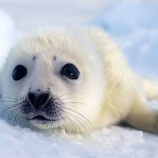Harp seal wallpaper