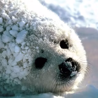 Harp seal wallpaper