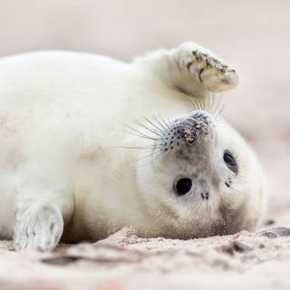 Harp seal wallpaper