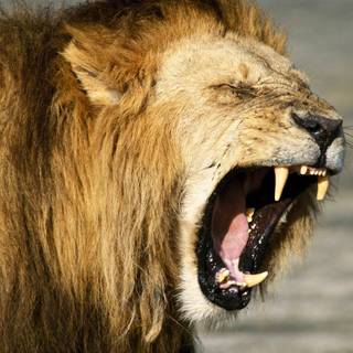 Lion hunting wallpaper