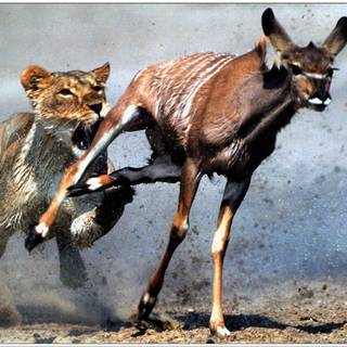 Lion hunting wallpaper