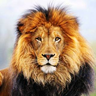 Lion hunting wallpaper