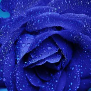 Flower and rain 4k wallpaper