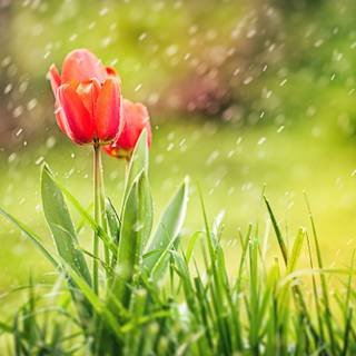 Flower and rain 4k wallpaper