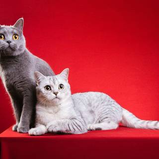 Two cats wallpaper