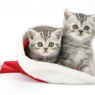 Two cats wallpaper
