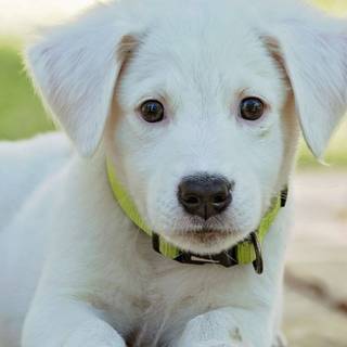 Cute dog iPhone wallpaper