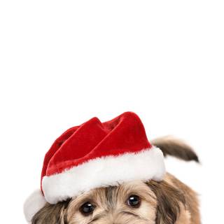 Cute dog iPhone wallpaper