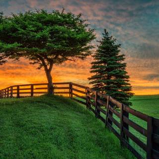 Summer fence wallpaper