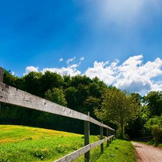 Summer fence wallpaper