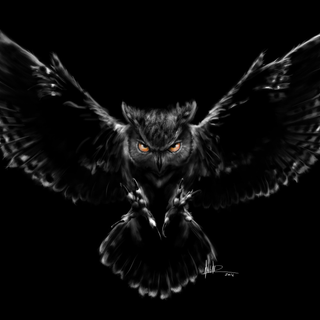 Black owl 4k wallpaper