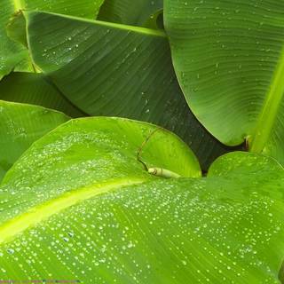 Banana summer wallpaper