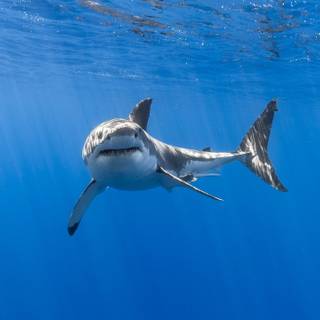 The great white shark wallpaper