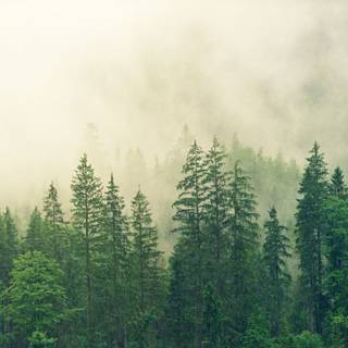 Fogy forest trees wallpaper