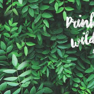 Aesthetic green laptop wallpaper