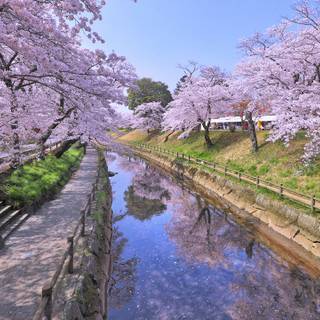 Tokyo spring wallpaper