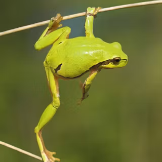 Green frog wallpaper