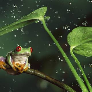 Green frog wallpaper