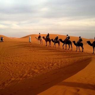 Desert camel wallpaper