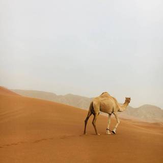 Desert camel wallpaper