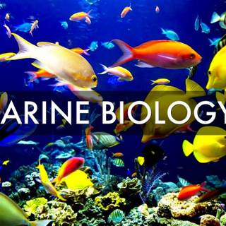 Marine biology wallpaper